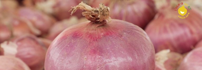 La qualité et la salubrité de nos oignons passent par la promotion de techniques agro écologiques