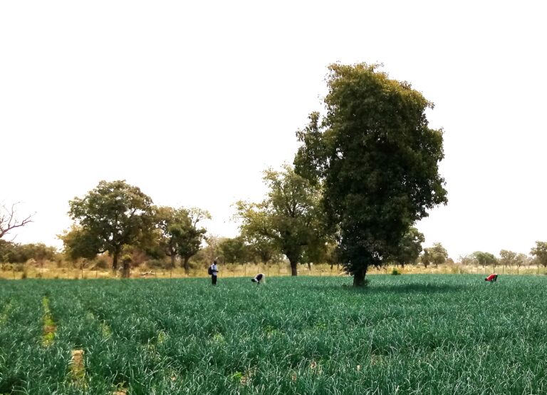 Les producteurs partenaires confirment leur confiance à L’oignon qui rit